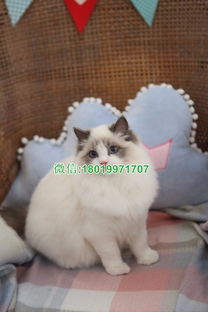 宠物猫纯种布偶猫怎么养