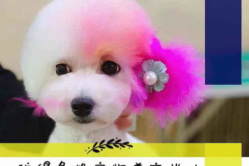 给宠物狗美容怎么做的呢