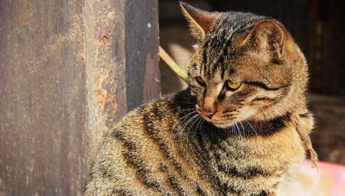 怎么辨别宠物猫和野猫