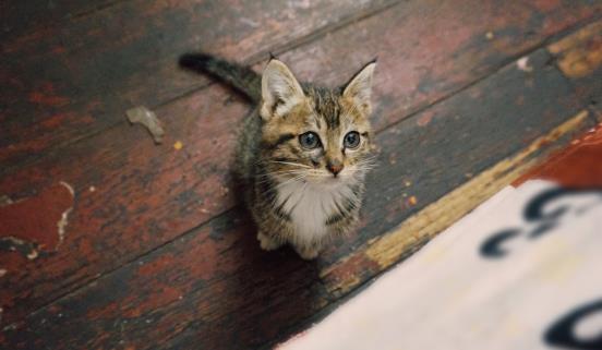 宠物猫食物盆子怎么用