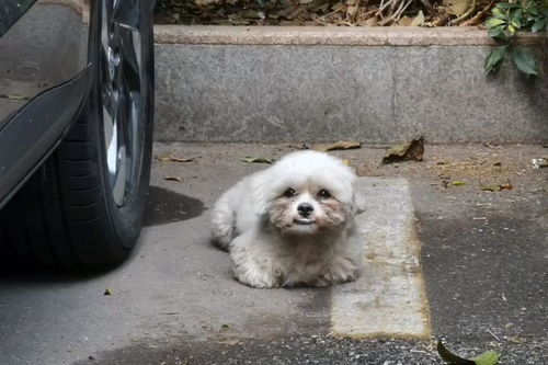 宠物狗被丢弃之后会怎么样