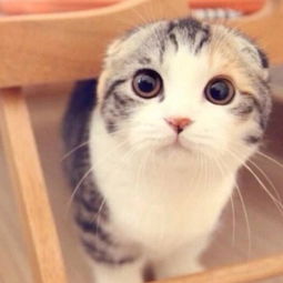 宠物猫怎么不会跑床上
