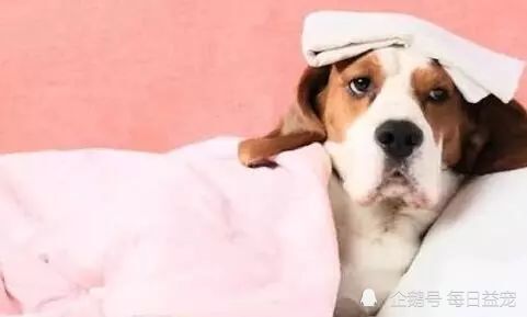 宠物狗会发烧吗怎么办呀