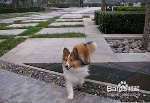 喜乐蒂宠物狗怎么养的好