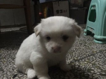 家里没有小宠物狗怎么办