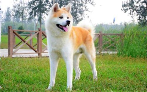 养宠物狗秋田犬怎么养的