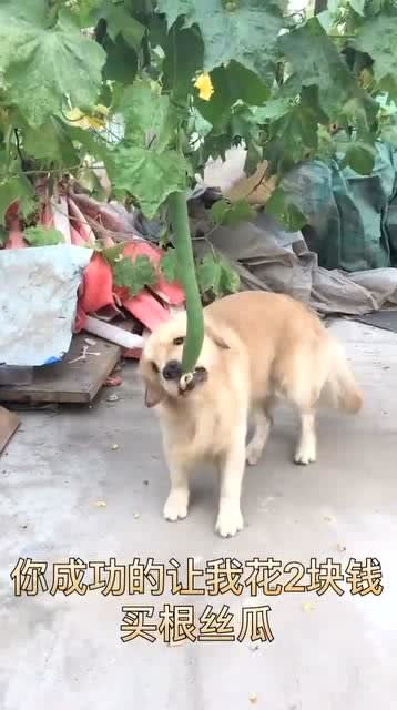 在家里养的宠物狗怎么养