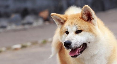 家养不拉屎宠物狗怎么办
