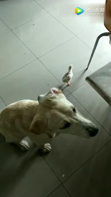 宠物狗吃的小鸡怎么吃的