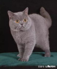 英国怎么养宠物猫的