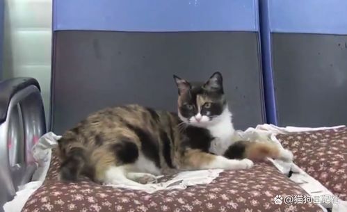 宠物猫假怀孕要怎么办呀