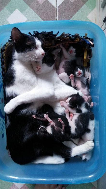 宠物猫生了脐带怎么剪