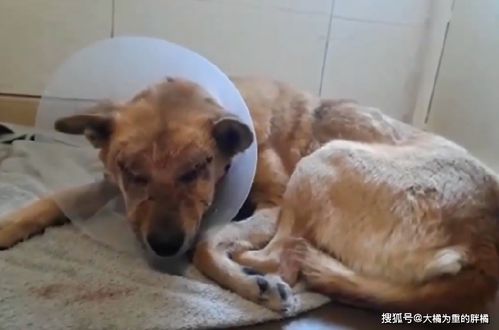 宠物狗瞎了眼怎么办