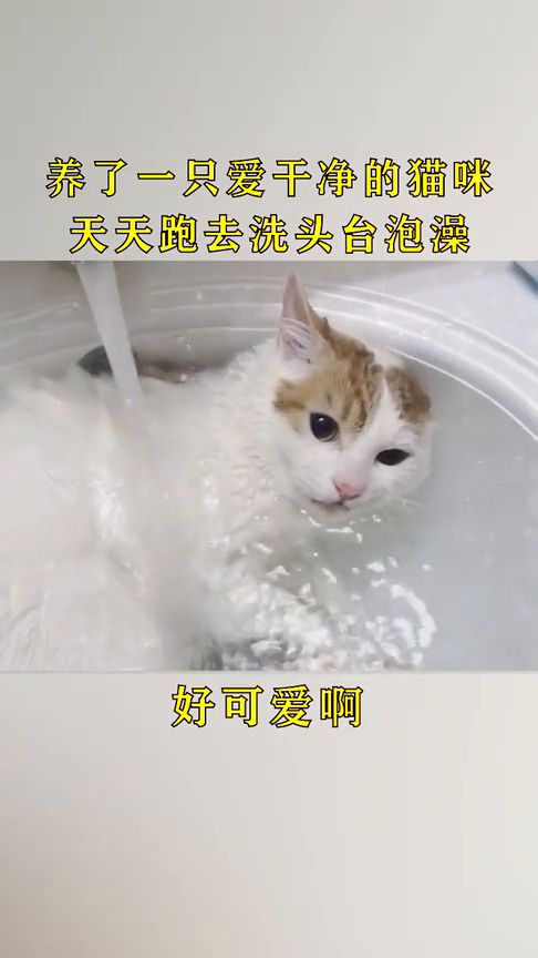 宠物猫怎么洗头