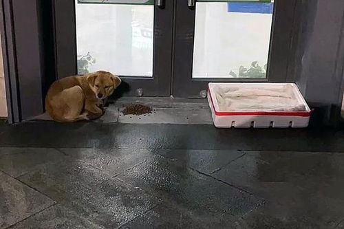 拴宠物狗的铁链怎么买的