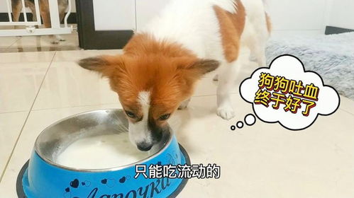 宠物狗狂吐不止怎么办