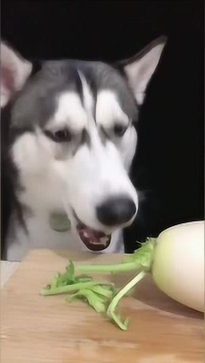 宠物狗二哈怎么样养好