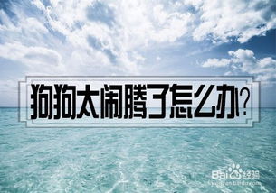 宠物狗太闹腾怎么办啊