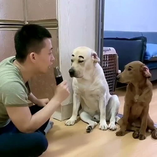 家里有新的宠物狗怎么办