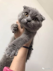 宠物猫丢失怎么报警找回