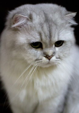 宠物猫怎么喂食物