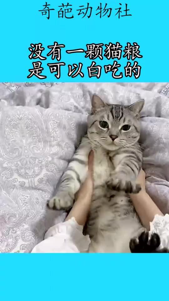 小猫吃多少粒猫粮