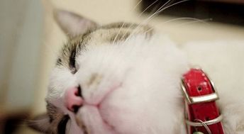 宠物猫铃铛怎么选