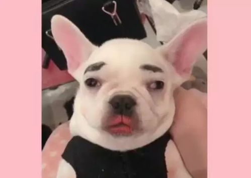 给宠物狗画妆怎么画的好看