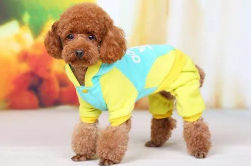 要给宠物狗做衣服怎么做