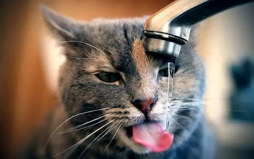 宠物猫怎么那么怕冷