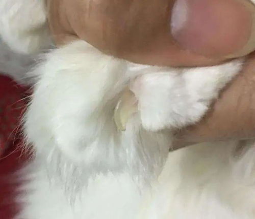 宠物猫保护罩怎么用