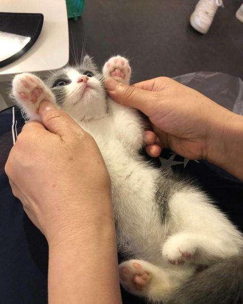 怎么领养其他宠物猫