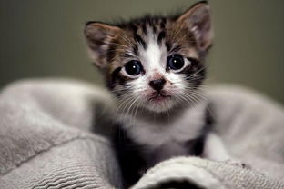 宠物猫窝幼猫怎么处理