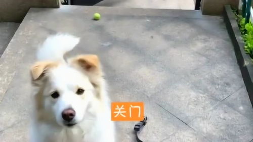宠物狗怎么养更聪明一些