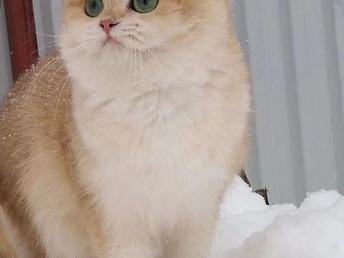 小金子宠物猫怎么养活