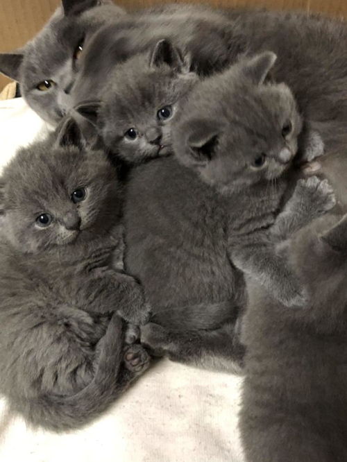 刚开始怎么养宠物猫