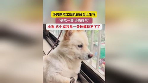 宠物狗挨骂后怎么办呢