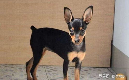 宠物狗小鹿犬怎么样养的