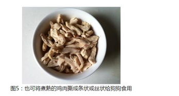 宠物狗一直干呕怎么办