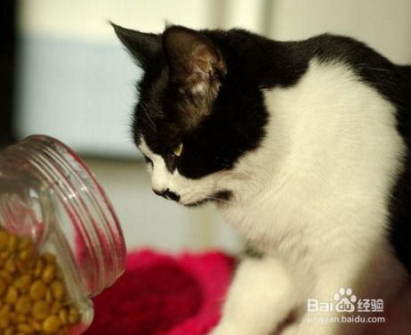 购买宠物猫怎么挑选猫粮