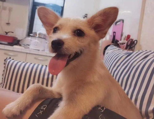 宠物狗小区乱尿怎么办啊