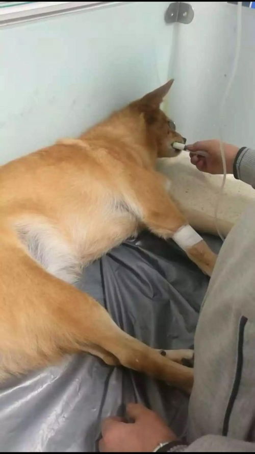 一个人怎么养条宠物狗呢