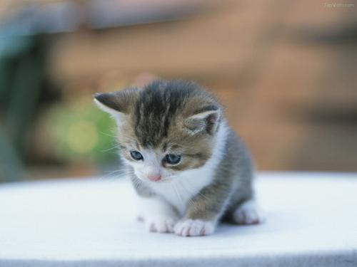 宠物猫怎么让它说话