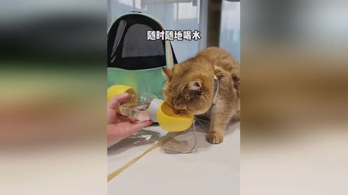 带着宠物猫怎么出行