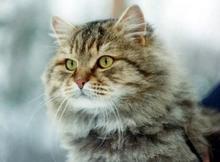 西伯利亚猫多少钱一只