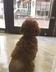 宠物狗踢主人的脚怎么办