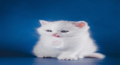宠物猫怎么洗得干净