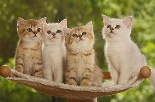 怎么赚钱养宠物狗和猫呢