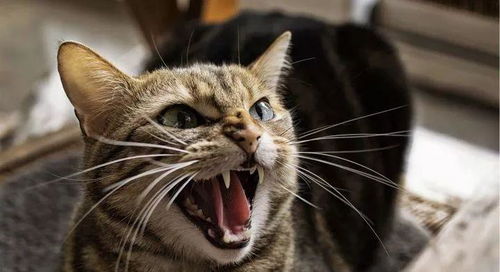 宠物猫是怎么处理
