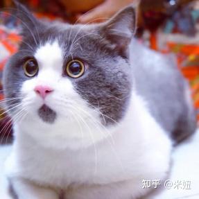 大龄猫怎么选宠物狗猫粮